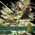 Delhi Cheese Autoflowering (Vision Seeds) Feminiserede