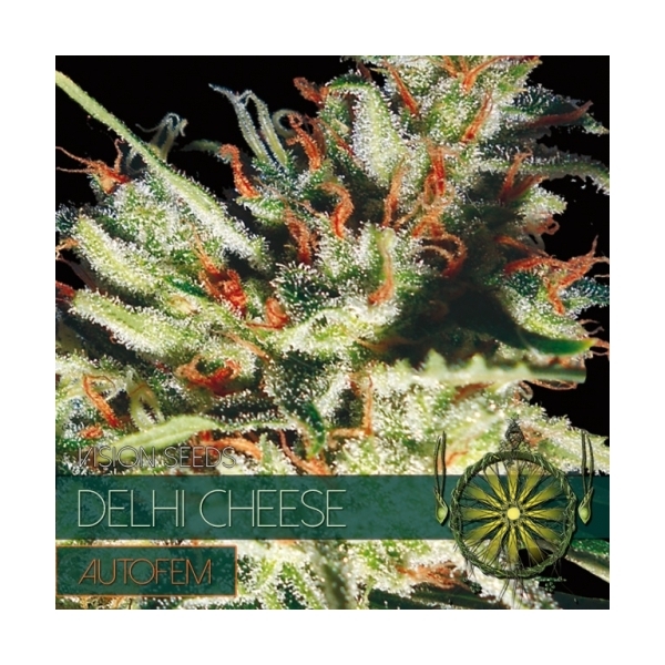 Delhi Cheese Autoflowering (Vision Seeds) Feminiserede