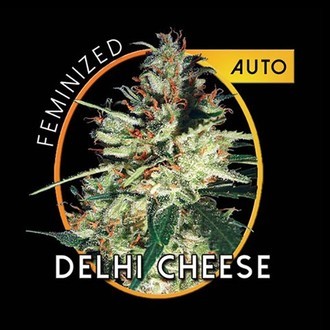Delhi Cheese Autoflowering (Vision Seeds) Feminiserede