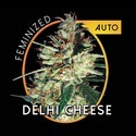 Delhi Cheese Autoflowering (Vision Seeds) Feminiserede