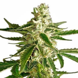 White Diesel Haze Automatic (White Label) feminiserede cannabisfr&oslash;