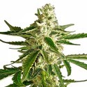 White Diesel Haze Autoflower (White Label) Feminiserede