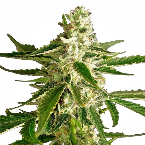 White Diesel Haze Autoflower (White Label) Feminiserede