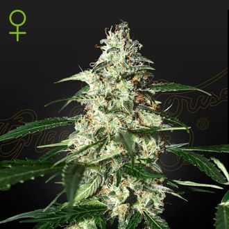 Skunk Autoflowering (Strain Hunters) Feminiserede