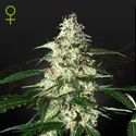 Skunk Autoflowering (Strain Hunters) Feminiserede