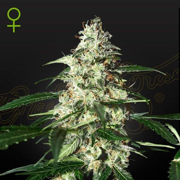 Skunk Autoflowering (Strain Hunters) Feminiserede