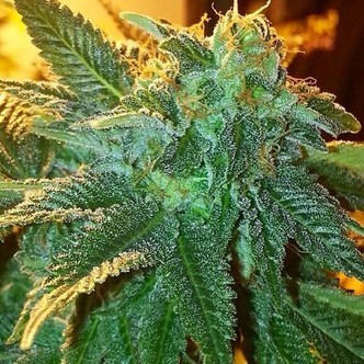 Alien OG (Cali Connection) feminiserede cannabisfr&oslash;