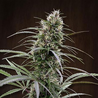 Congo (ACE Seeds) feminiserede cannabisfr&oslash;