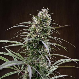 Congo (ACE Seeds) Feminiserede