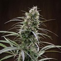 Congo (ACE Seeds) Feminiserede