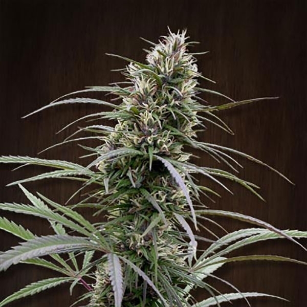 Congo (ACE Seeds) Feminiserede