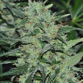 Malawi (ACE Seeds) Feminiserede