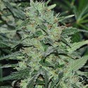 Malawi (ACE Seeds) Feminiserede