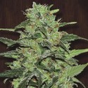 Malawi (ACE Seeds) Feminiserede