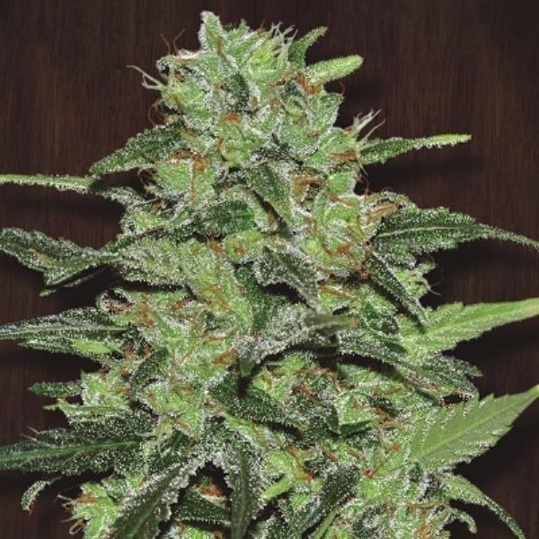 Malawi (ACE Seeds) Feminiserede