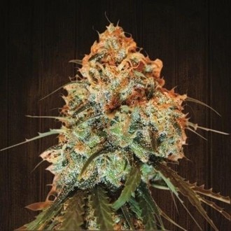 Golden Tiger (ACE Seeds) Feminiserede fr&oslash;