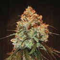 Golden Tiger (ACE Seeds) Feminiserede frø