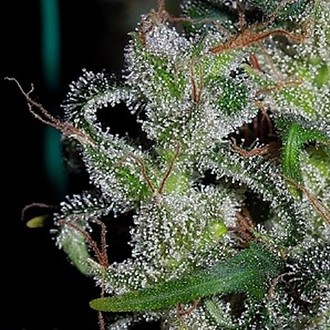 Zamaldelica (ACE Seeds) Feminiserede