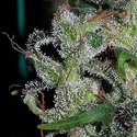 Zamaldelica (ACE Seeds) Feminiserede
