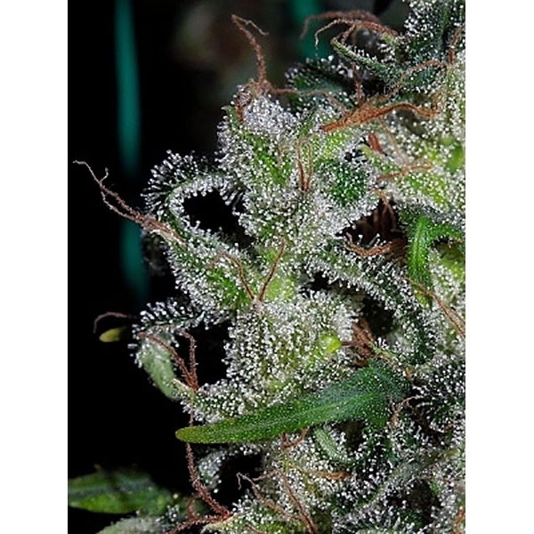 Zamaldelica (ACE Seeds) Feminiserede