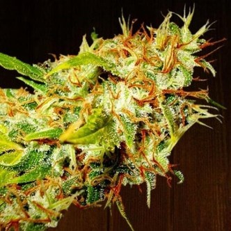 Zamaldelica (ACE Seeds) feminiserede cannabisfr&oslash;