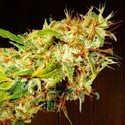 Zamaldelica (ACE Seeds) Feminiserede
