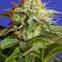 Green Poison (Sweet Seeds) Feminiserede