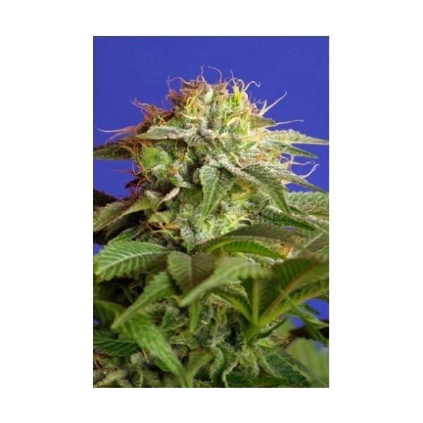 Green Poison (Sweet Seeds) Feminiserede