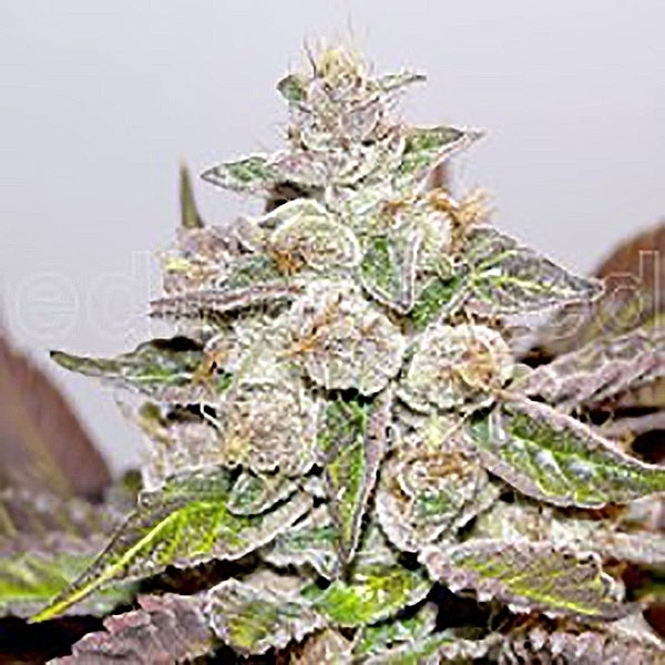 Mendocino x Purple Kush (Medical Seeds) Feminiserede