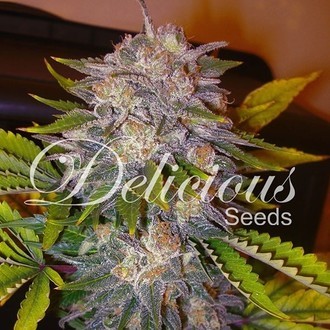 Caramelo (Delicious Seeds) Feminiserede
