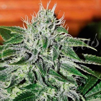 Critical Jack Herer (Delicious Seeds) feminiserede cannabisfr&oslash;