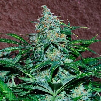 Amnesia Auto (World Of Seeds) feminiserede