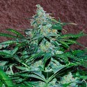 Amnesia Ryder Autoflower (World of Seeds) Feminiserede
