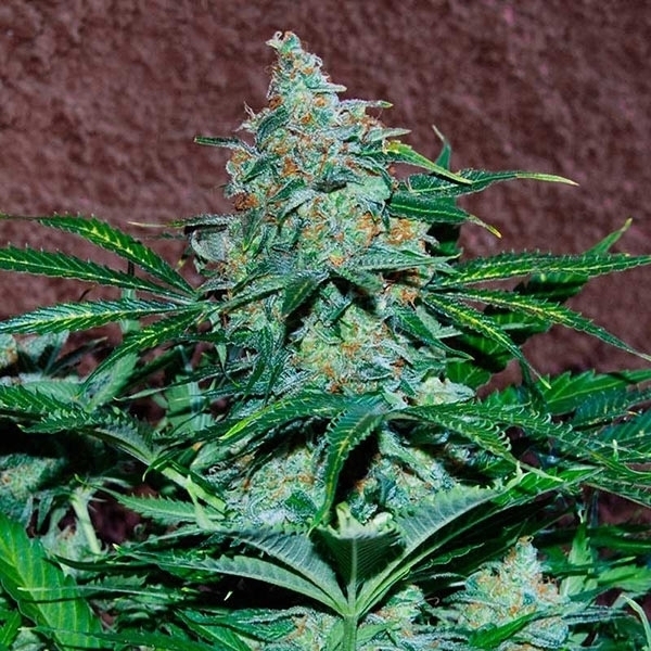 Amnesia Ryder Autoflower (World of Seeds) Feminiserede