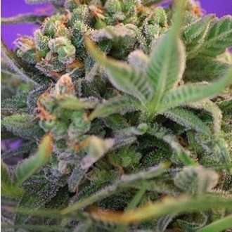 Sweet Cheese (Sweet Seeds) Feminiserede