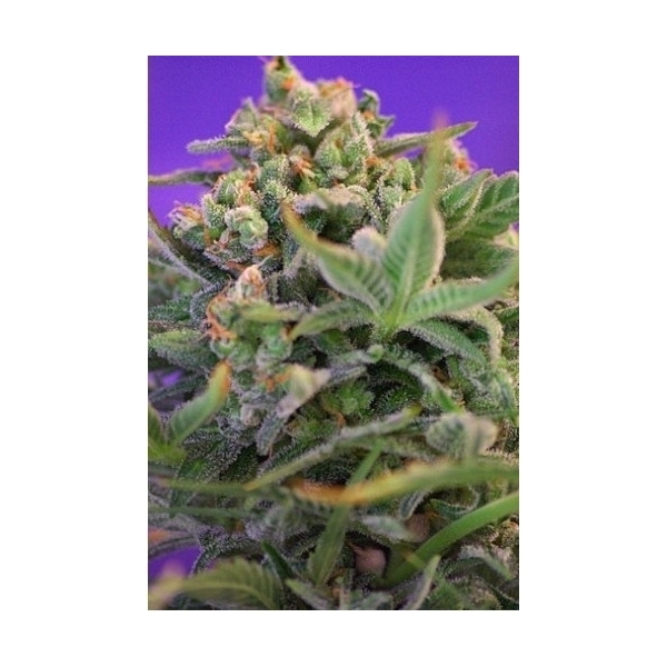 Sweet Cheese (Sweet Seeds) Feminiserede