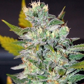 Space (World of Seeds) feminiserede cannabisfr&oslash;