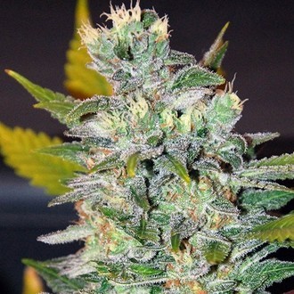 Space (World of Seeds) Feminiserede