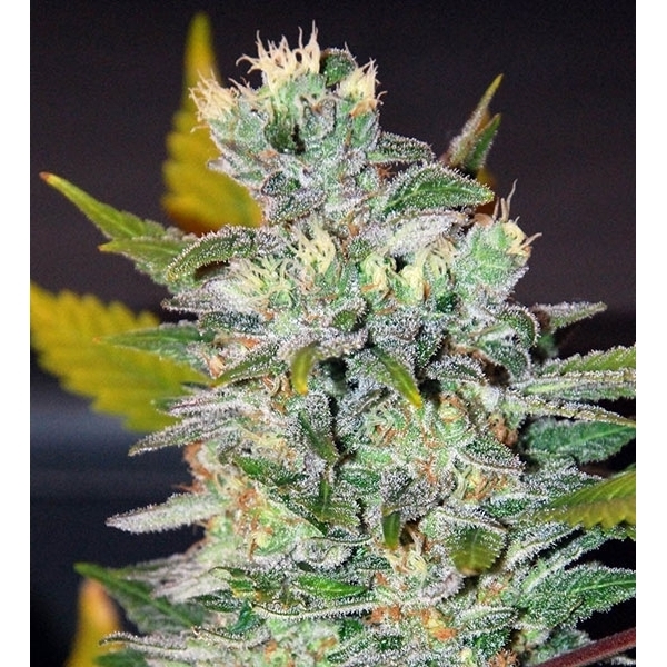Space (World of Seeds) Feminiserede