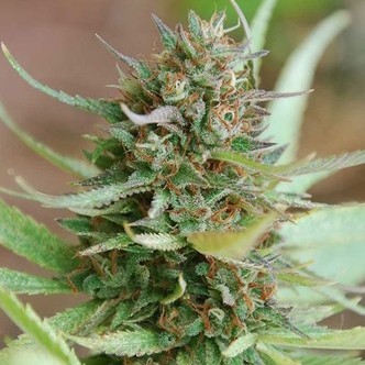 Strawberry Blue (World Of Seeds) feminiserede cannabisfr&oslash;