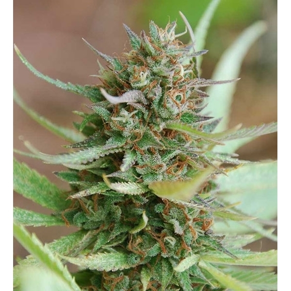 Strawberry Blue (World of Seeds) Feminiserede