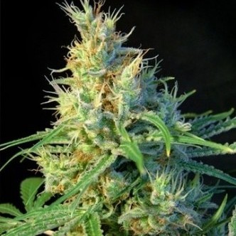 Psicodelicia (Sweet Seeds) feminiserede cannabisfr&oslash;
