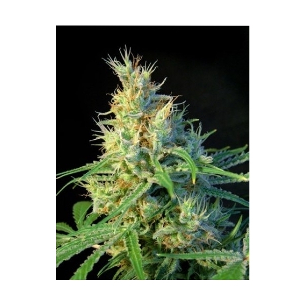 Psicodelicia (Sweet Seeds) Feminiserede