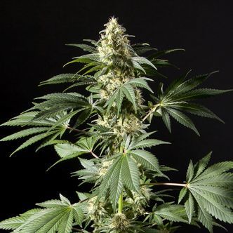 Black Bomb (Philosopher Seeds) feminiserede cannabisfr&oslash;