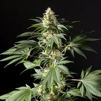 Black Bomb (Philosopher Seeds) Feminiserede