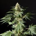 Black Bomb (Philosopher Seeds) Feminiserede