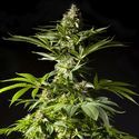 Tropimango (Philosopher Seeds) Feminiserede frø
