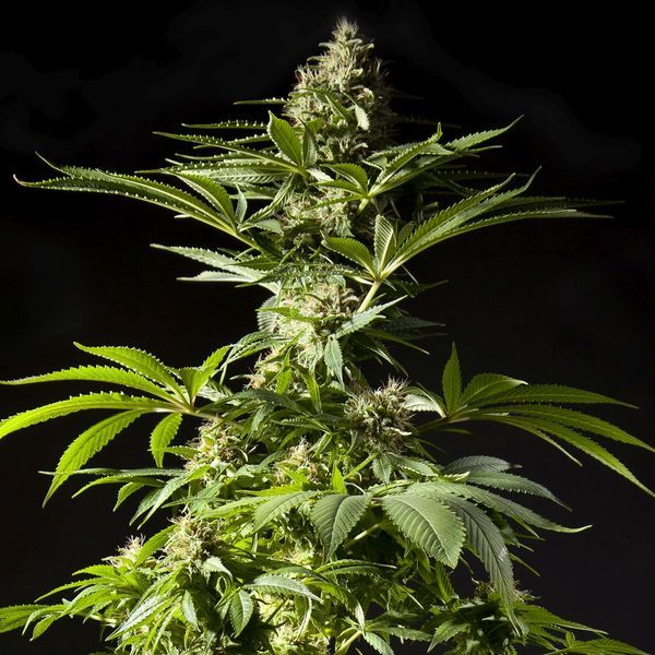Tropimango (Philosopher Seeds) Feminiserede frø