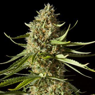 Amnesika 2.0 (Philosopher Seeds) feminiserede cannabisfr&oslash;