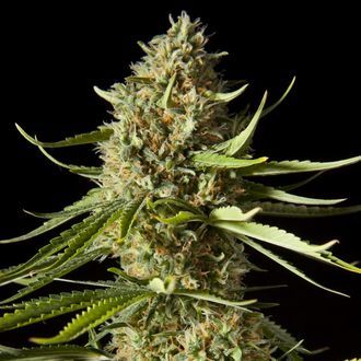 Amnesika 2.0 (Philosopher Seeds) Feminiserede